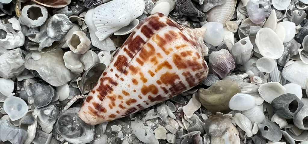 Cone Shell Pattern Names Alphabet Cone - Paradise Shelling