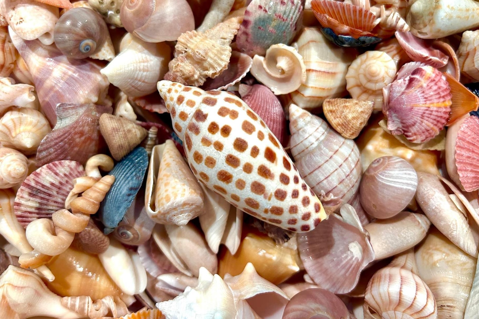 Junonia shell found on Marco Island